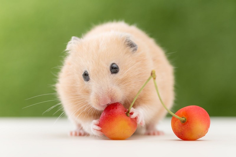 Thức ăn yêu thích của chuột Hamster